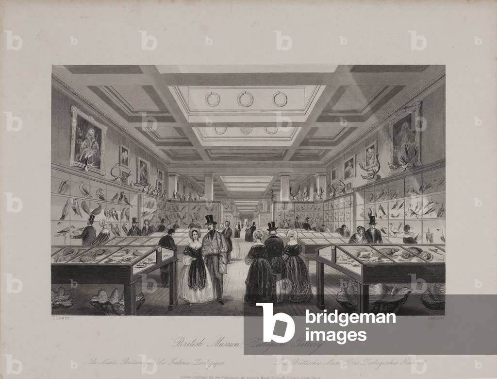 View of the Zoological Gallery, British Museum showing visitors looking at displays, c.1850 (engraving)