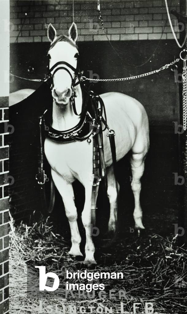 Islington Fire Station: horse in a stable, 1900 (b/w photo)