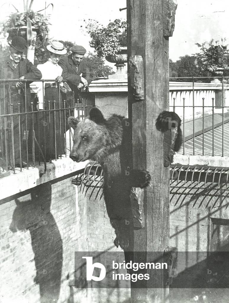 Zoological Gardens, Regent's Park: bear pit, London, c.1910 (b/w photo)