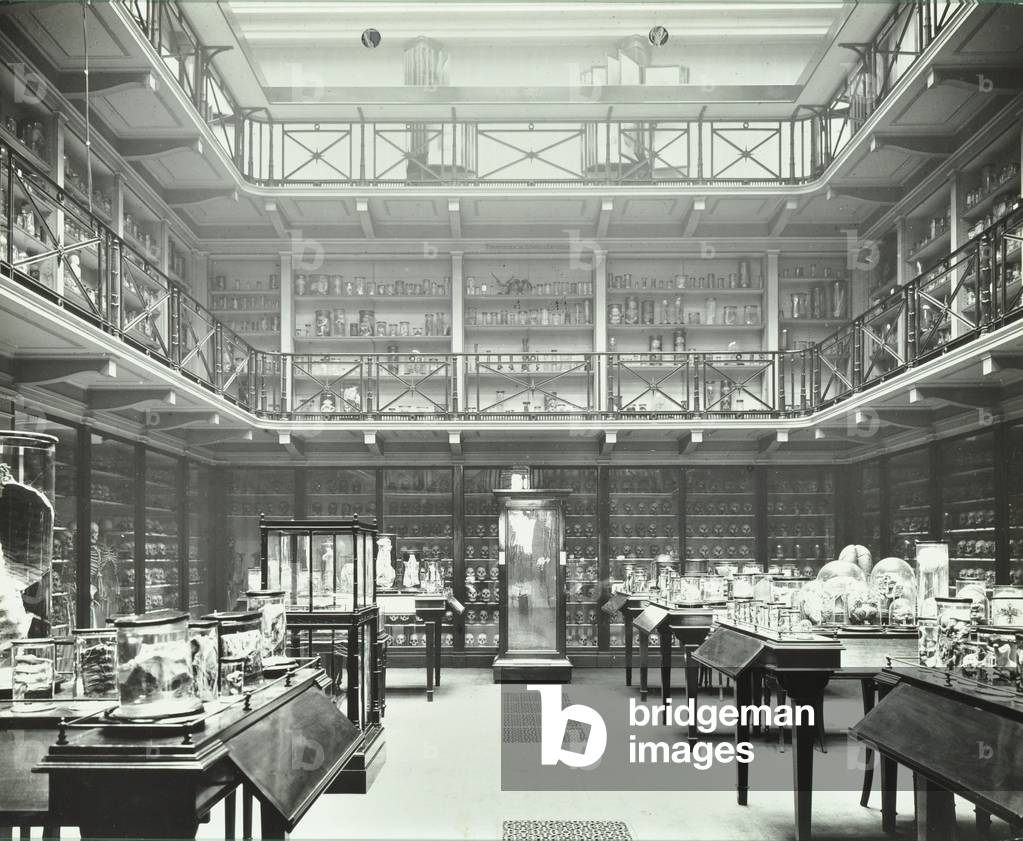 39-43 Lincoln's Inn Fields, Westminster LB: Royal College of Surgeons, museum room 2, 1911 (b/w photo)