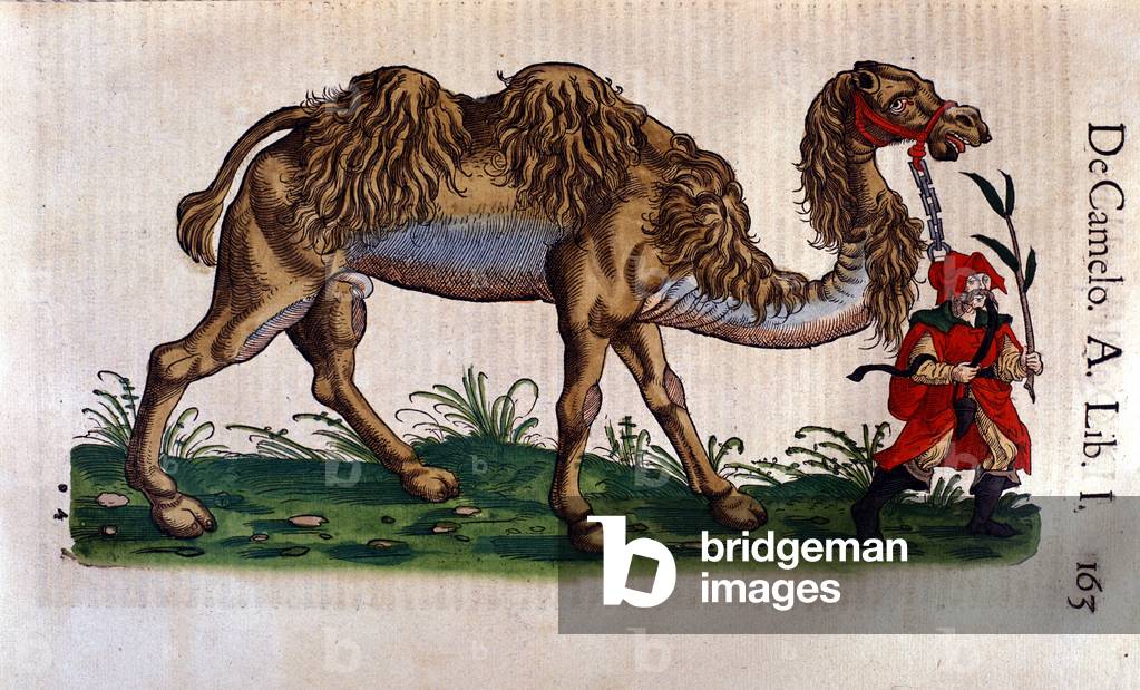 Representation of a Camel, illustration from 'Historiae animalium' by Conrad Gesner, 1560 (colour litho)