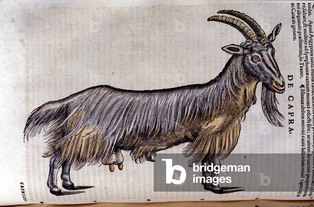 The goat after Historiae animalium by Konrad Gesner, Tiguri, 1555. Bibl. Nazionale Braidense, Milan.