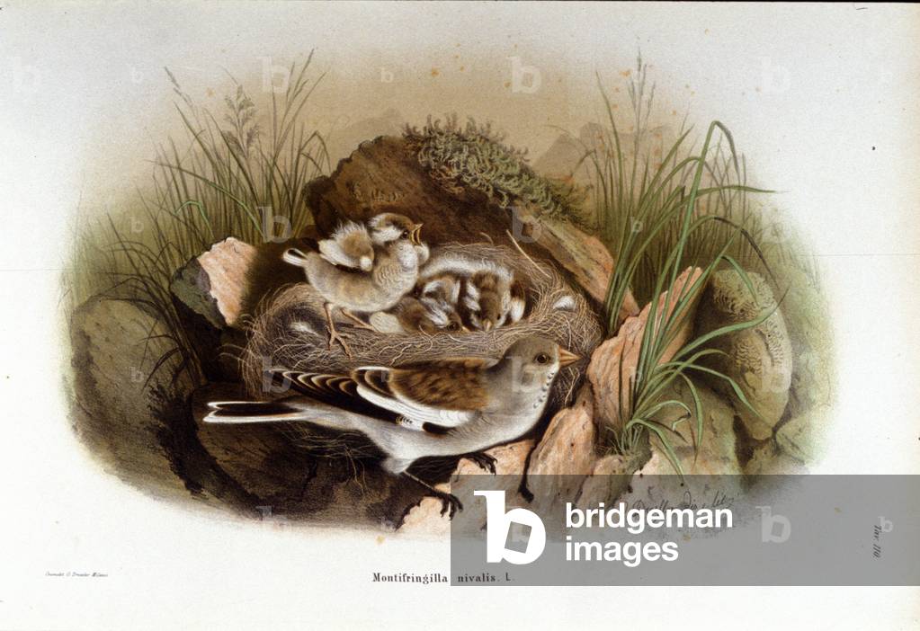 Ornithology: an alpine niverolle near the nest of its young.