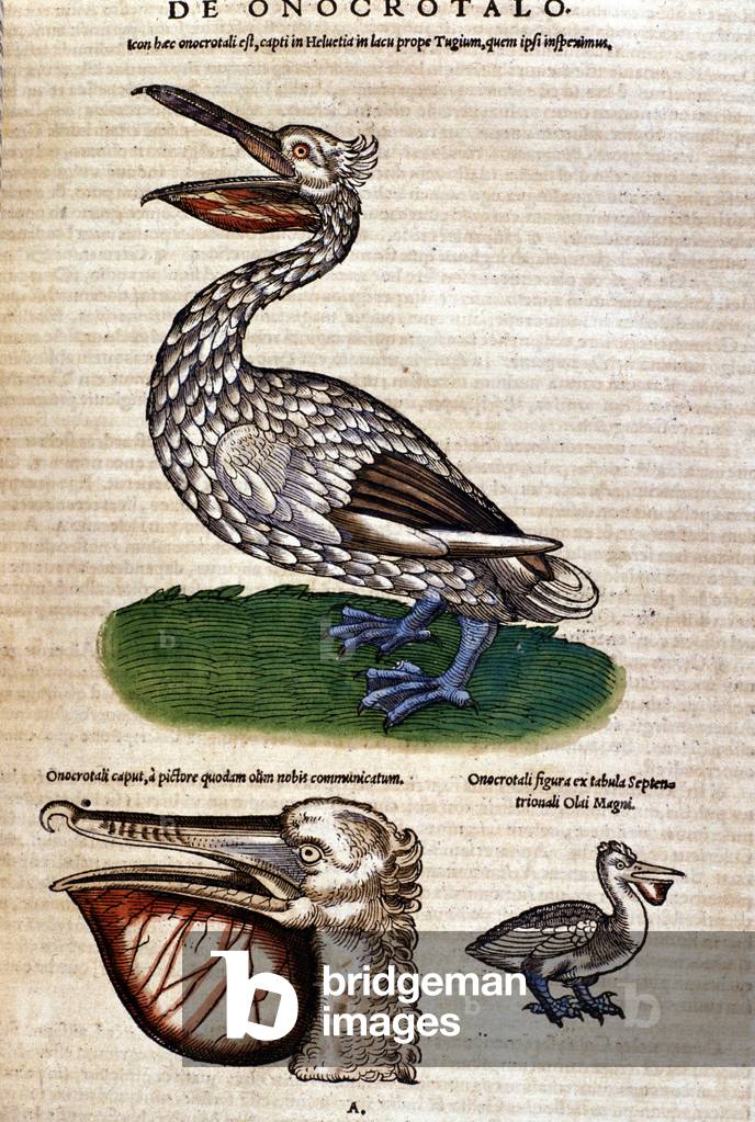 The pelican from “Historiae animalium” by Konrad Gesner, Tiguri, 1555. Bibl. Nazionale Braidense, Milan.