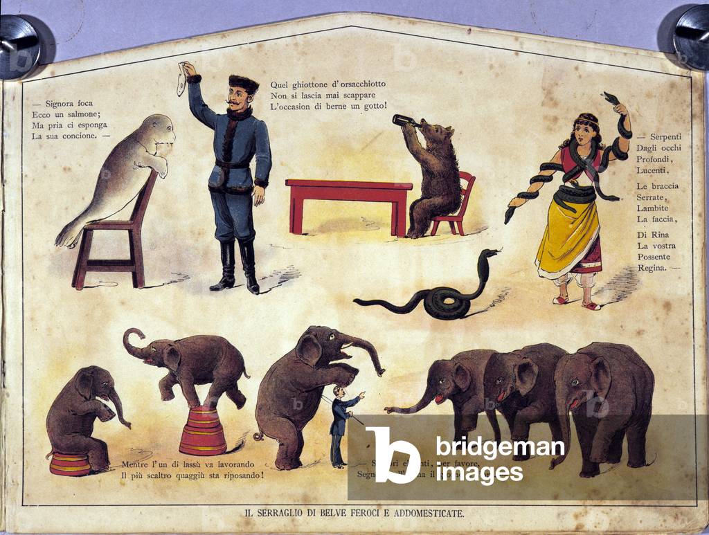 Circus: a board representing different types of shows of learned animals featuring seals, elephants, bears, snakes. Illustration of the 19th century