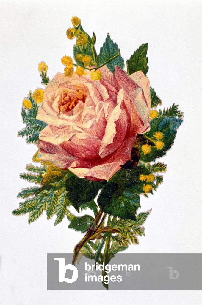 A rose, 19th century chromolithography.