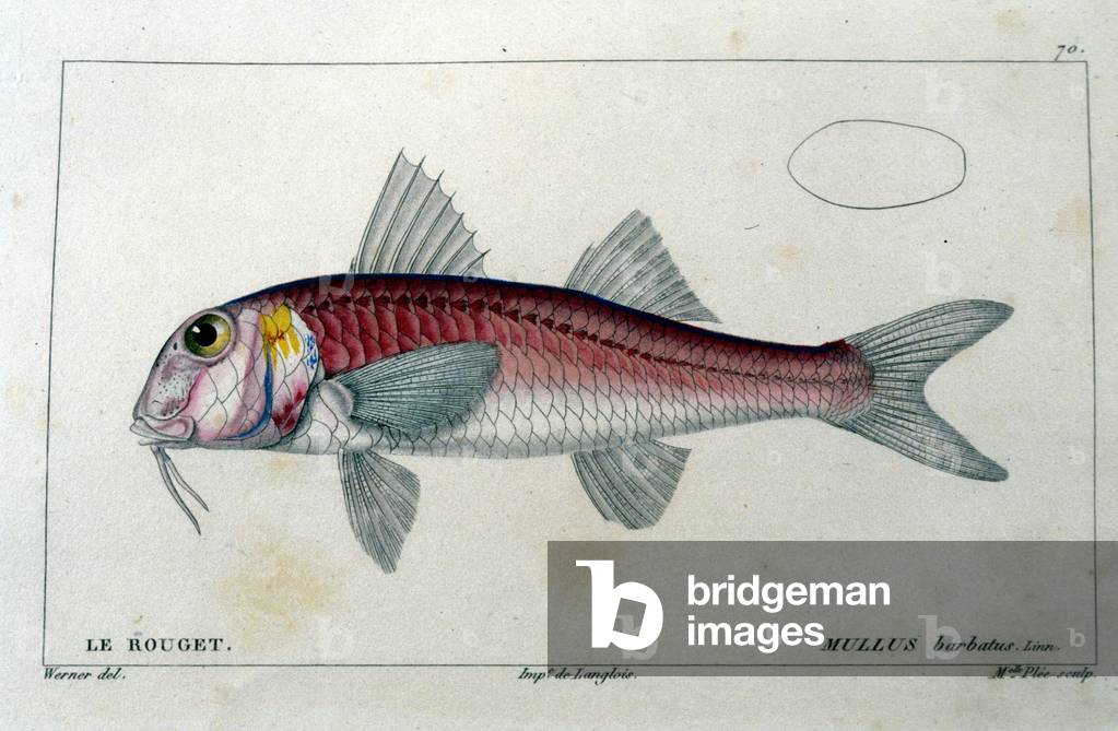 Le rouget d'aprés “Histoire naturelle des poissons”” by Cuvier, Valenciennes, Paris, 1828.