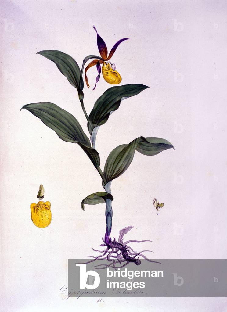 Cypripedium calceolus: type of orchid.