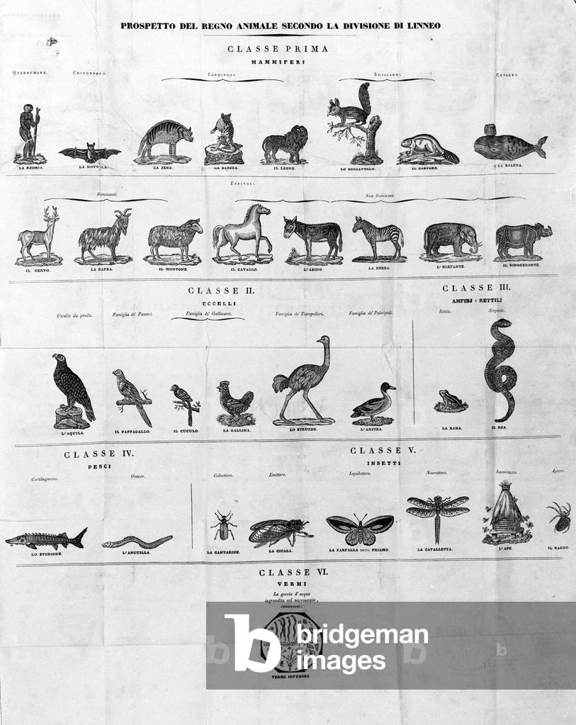 Classification of Carl Von Linné Swedish naturalist and writer (1707 - 1778). Sd. engraving of the 19th century.