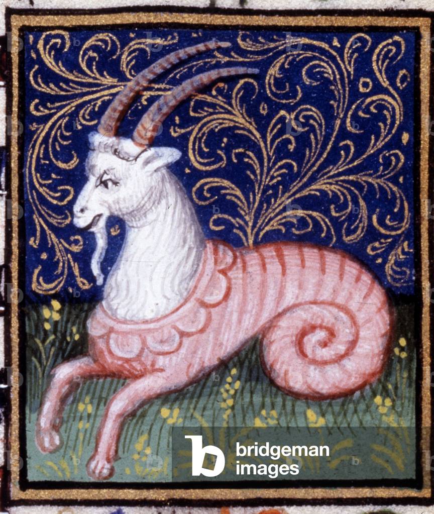 The Capricorn. Miniature of a horoscope. 15th century manuscript. Bibl. Trivulziana, Milan.