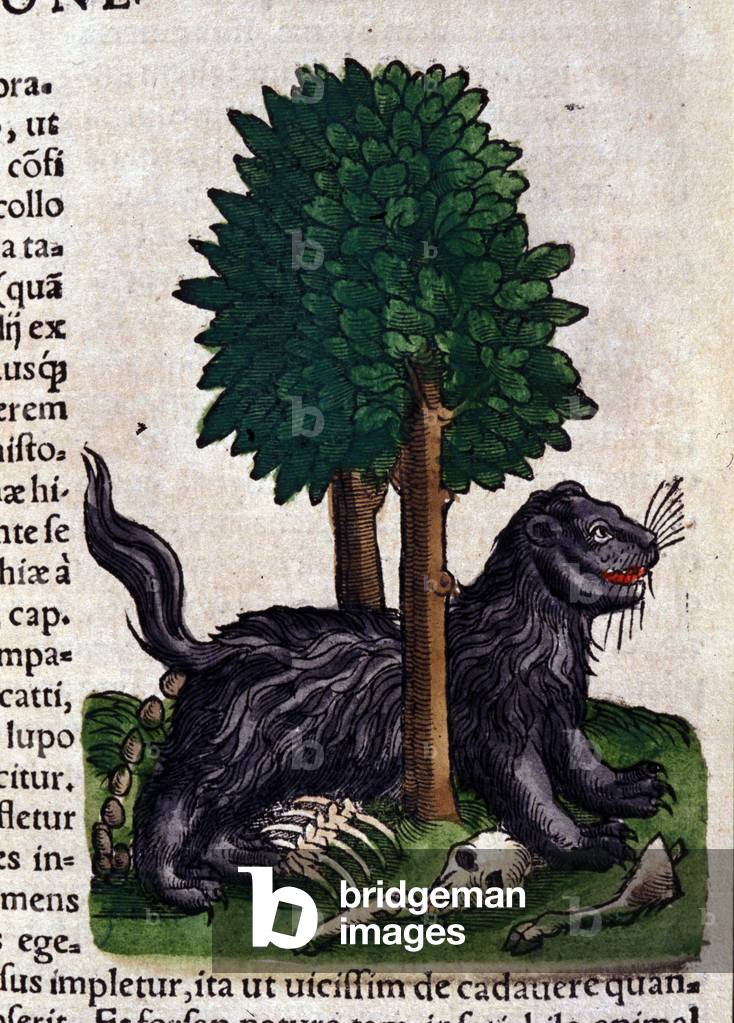 Lion. in Historia Animalium by Conrad Gesner (1516 - 1565), Tiguri, 1560. Bibl. Nazionale Braidense, Milan.