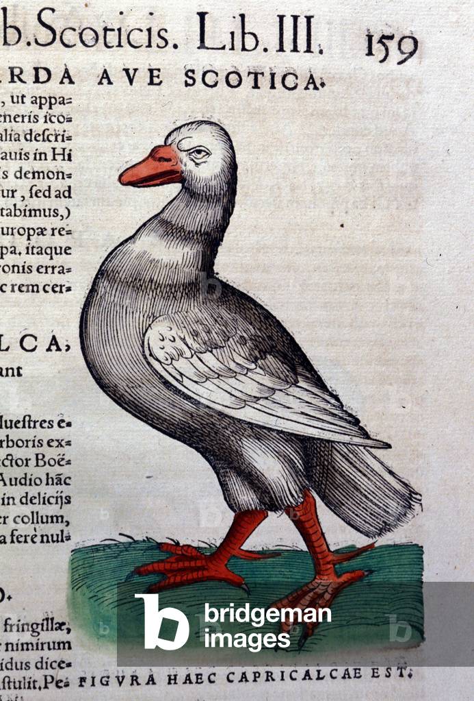 The goose after Historiae animalium by Konrad Gesner, Tiguri, 1555. Bibl. Nazionale Braidense, Milan.
