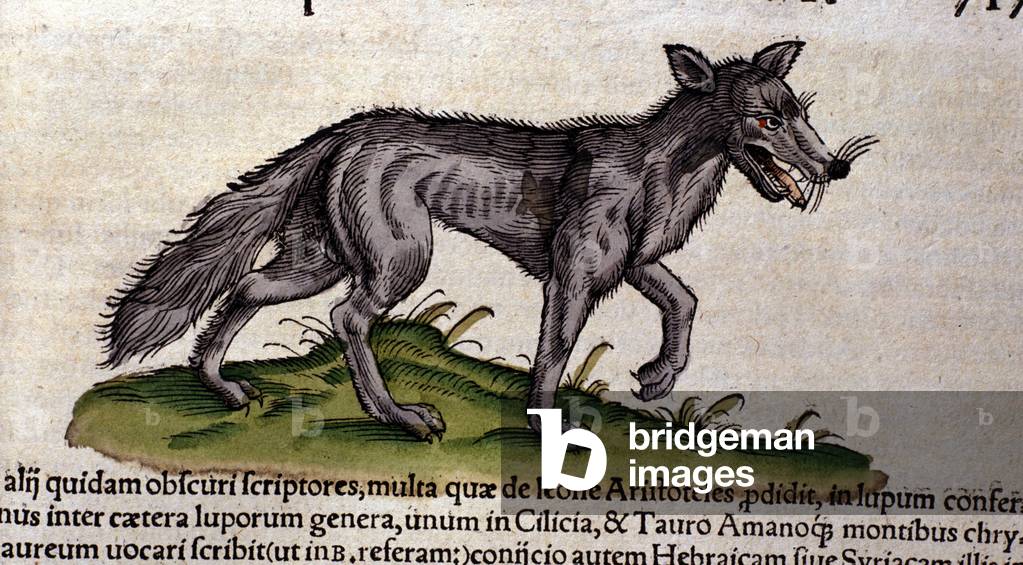 Immagine di Disegno "Il lupo dopo l'Historia Animalium di Conrad Gesner" 1560 di Unknown Artist