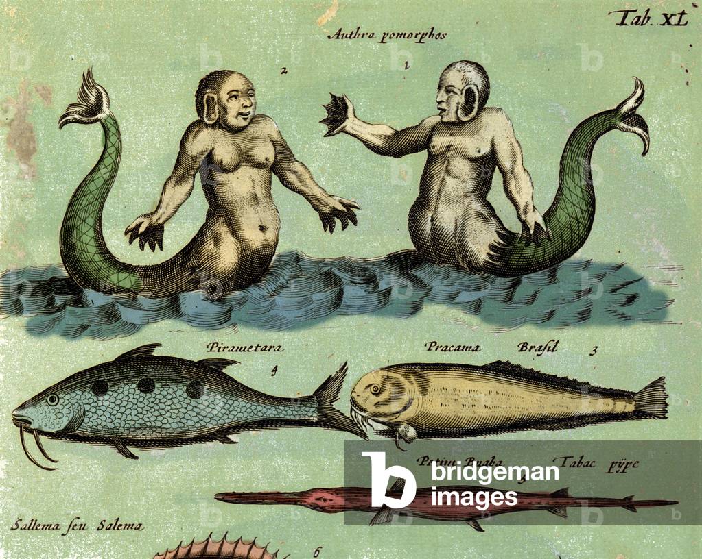 Representation of a siren and a triton, a fantastic marine creature described in an atlas of zoology. Detail. 17th century