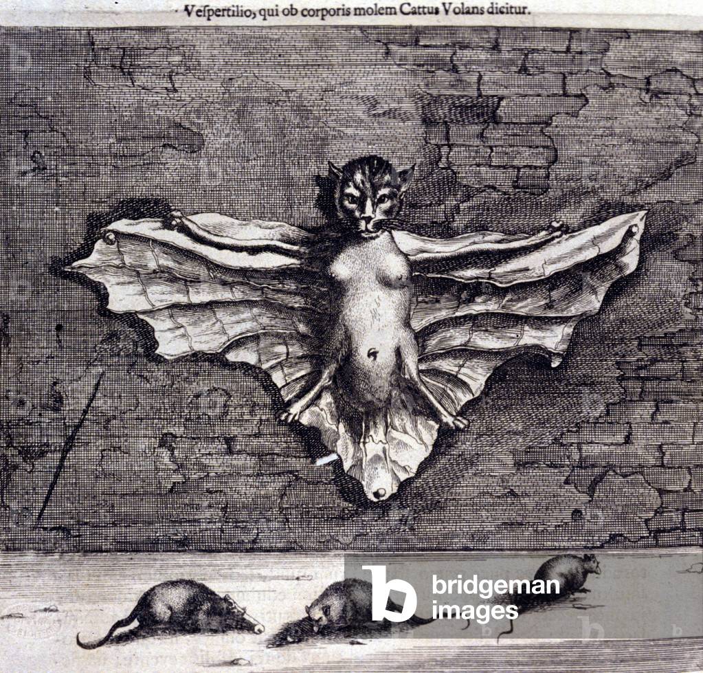 Bats and rats. “De China Monumenta” by Athanasius Kircher (1601 - 1680), Jesuit, Orientalist and German scholar, Amsterdam 1667.