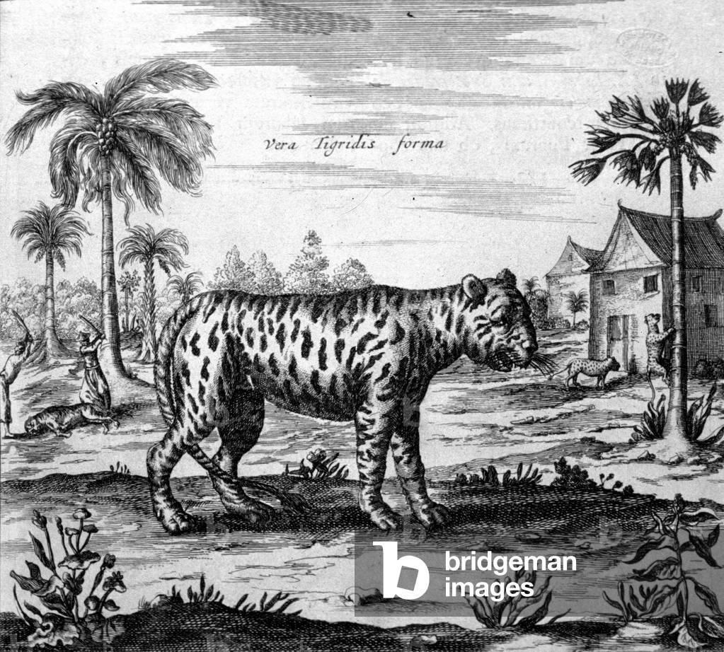 Representation of a tiger, engraving of “” De China Monumenta”” by Athanasius Kircher (1601 - 1680), Jesuit, Orientalist and German scholar, Amsterdam 1667.