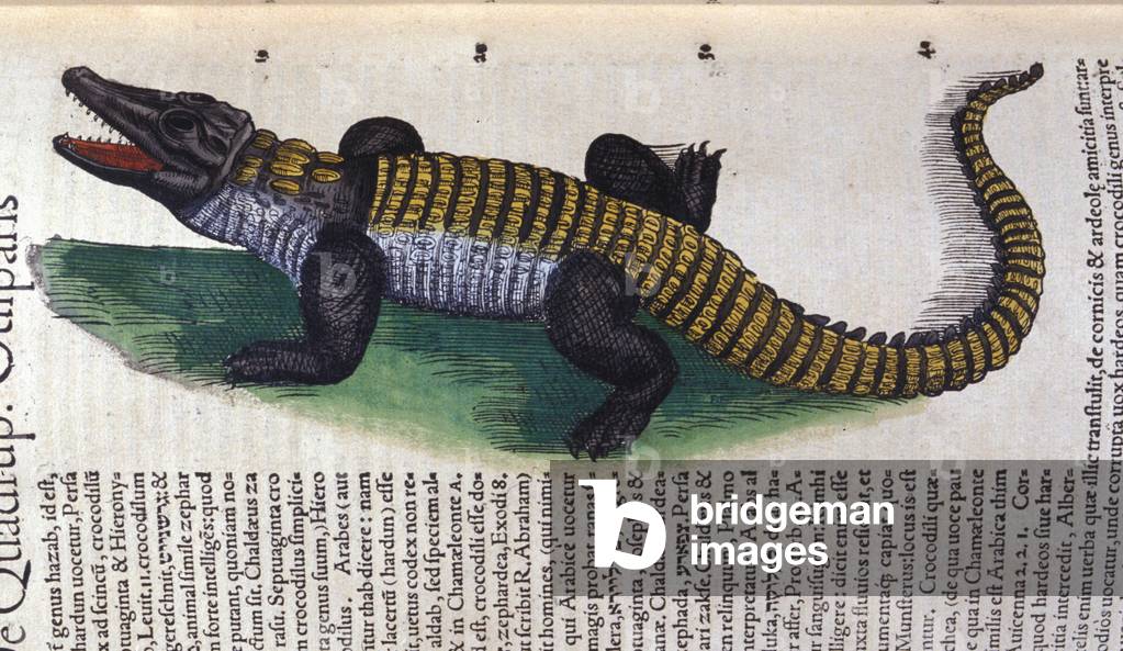 Crocodile. in Historia Animalium by Conrad Gesner (1516 - 1565), Tiguri, 1560. Bibl. Nazionale Braidense, Milan.
