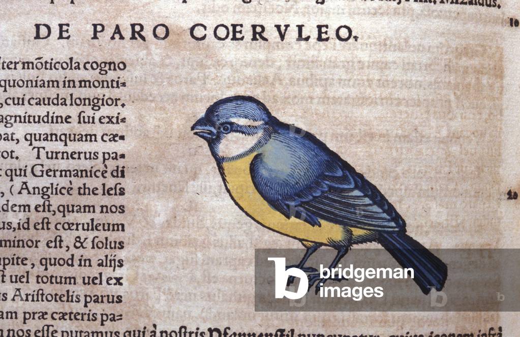 Blue Passereau in Historia Animalium by Conrad Gesner (1516 - 1565), Tiguri, 1560. Bibl. Nazionale Braidense, Milan.