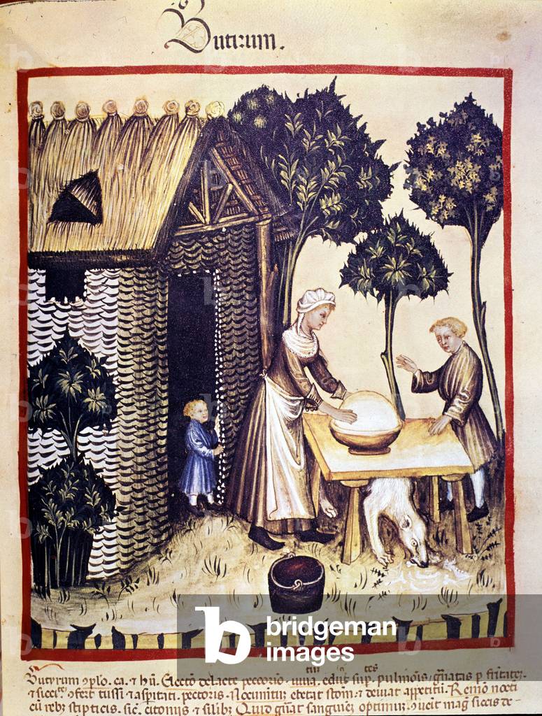 Manufacture of butter. Illumination from the milking of medicine and dietetics “” Tacuinum sanitatis””, 14th century. Bibl. Braidense, Milan