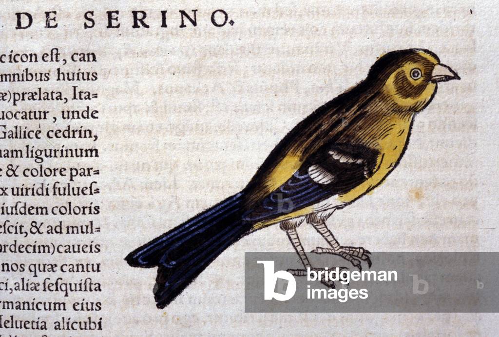The serin d'aprés Historiae animalium by Konrad Gesner, Tiguri, 1555. Bibl. Nazionale Braidense, Milan.