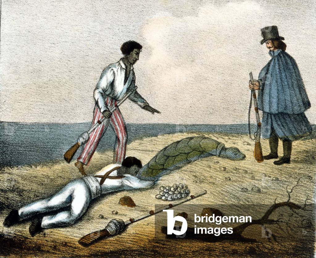 Catching turtle eggs. 19th century engraving.