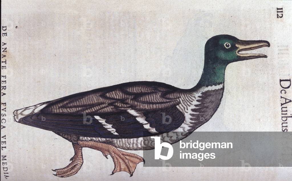 La ducard souchet in Historia Animalium de Conrad Gesner (1516 - 1565), Tiguri, 1560. Bibl. Nazionale Braidense, Milan.