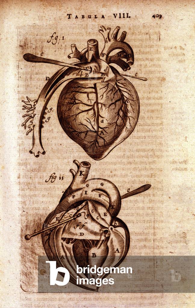 The heart of Bartholin's “Anatomy””, 17th century. w