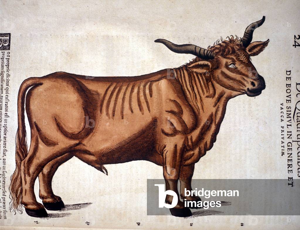 A beef from the Historia Animalium of Conrad Gesner, Tiguri 1560. Biblioteca nazionale Braidense. Milan