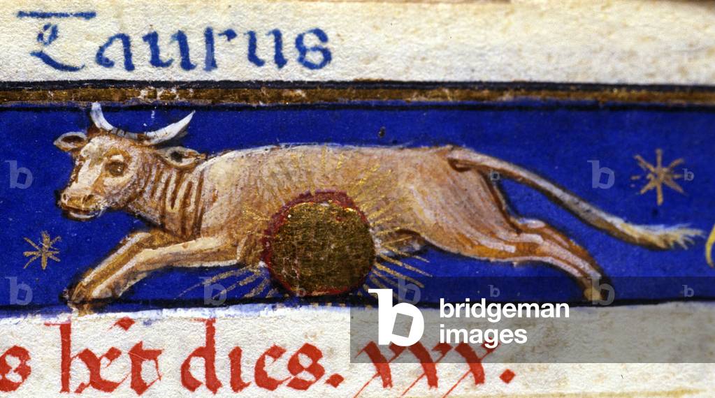 Sign of the zodiac: the bull. 15th century manuscript.