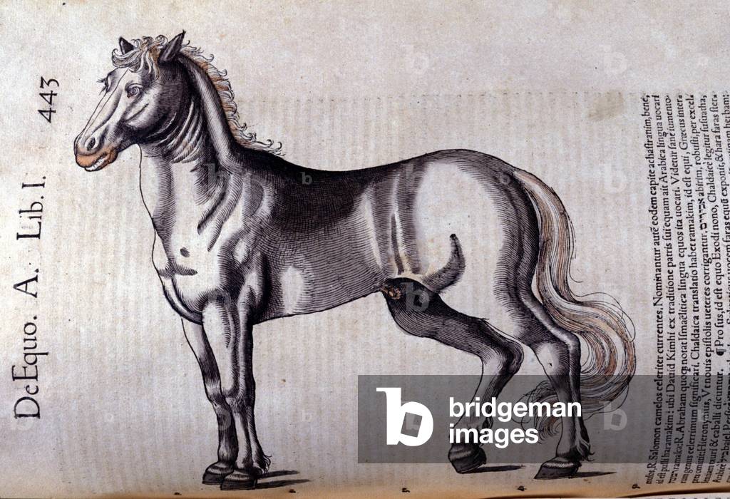 Cheval. in Historia Animalium by Conrad Gesner (1516 - 1565), Tiguri, 1560. Bibl. Nazionale Braidense, Milan.