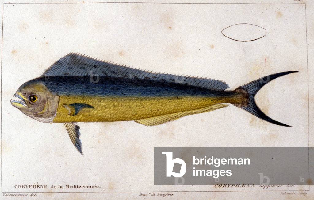 The coryphene of the Mediterranean after “Histoire naturelle des poissons” by Cuvier, Valenciennes, Paris, 1828.