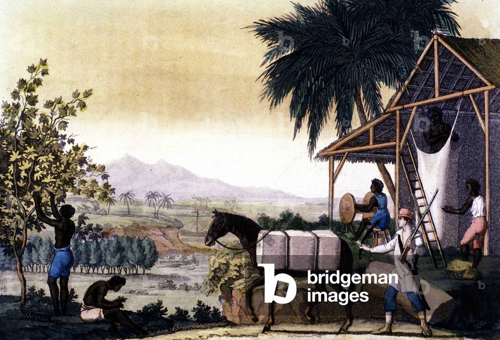 Brazil, planting, working and transportation of cotton - in “” The old and modern costume”” by Ferrario, 1819 - 1820.