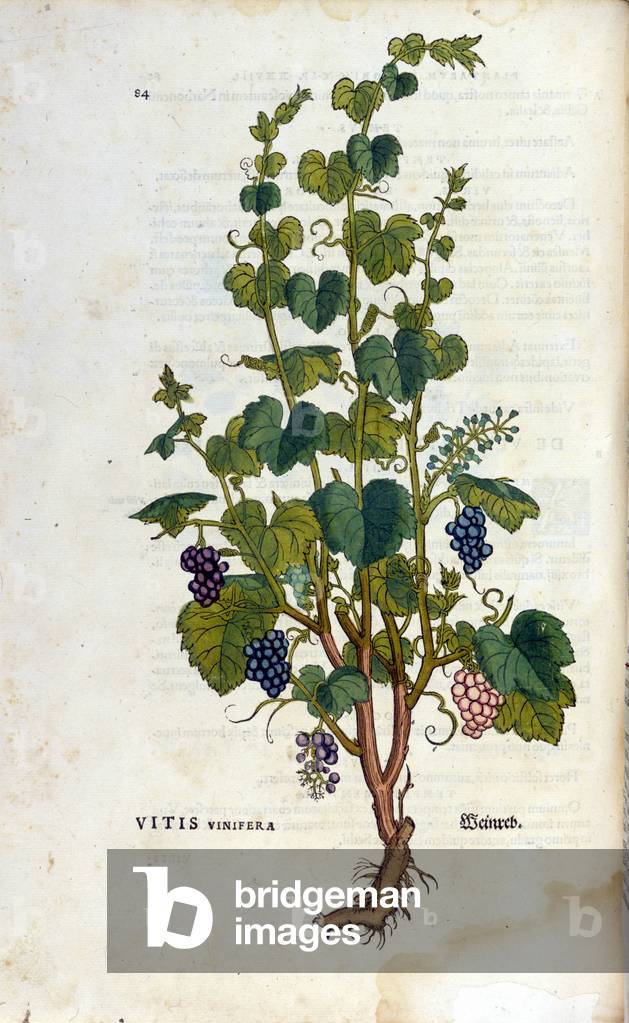 Red vine. 19th century herbarium.