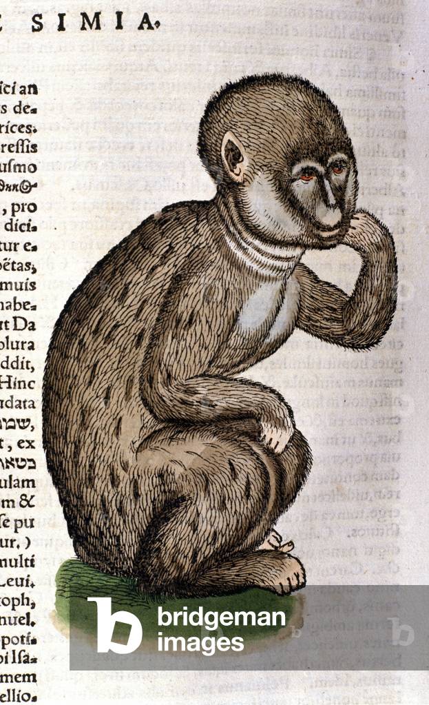 Monkey after the Historia Animalium by Conrad Gesner, Tiguri 1560. Biblioteca nazionale Braidense. Milan