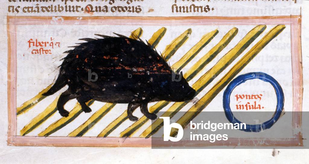 A beaver - in “” Cosmographia”” by Julis Solinus, manuscript from the 14th century.