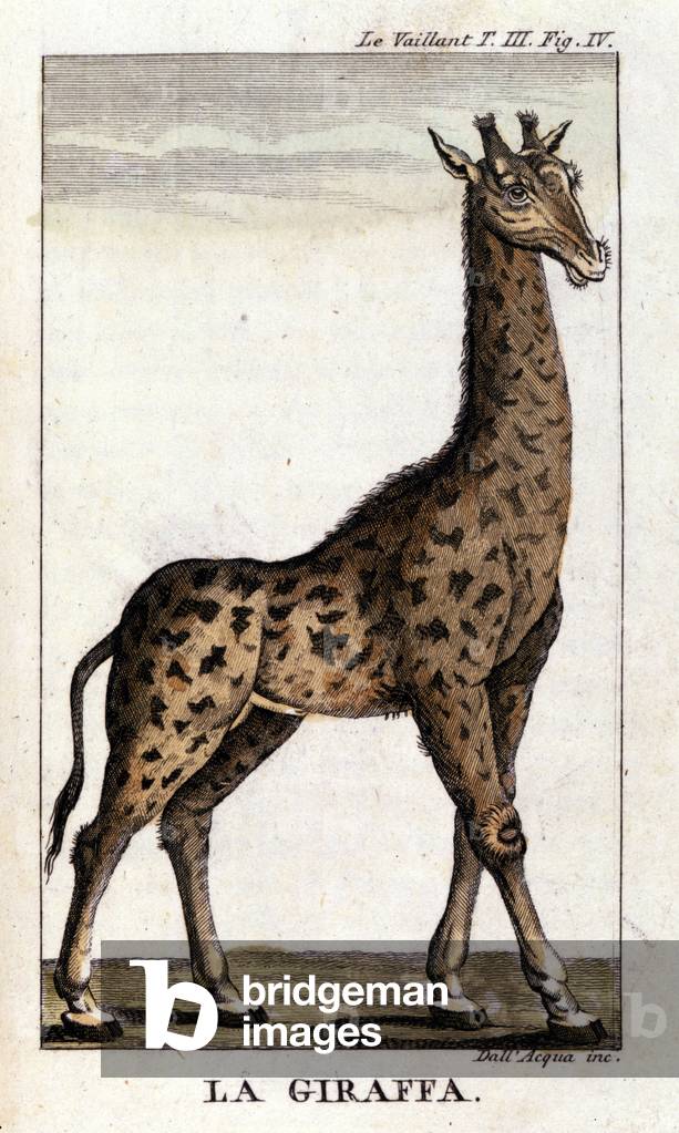 Representation of a giraffe.