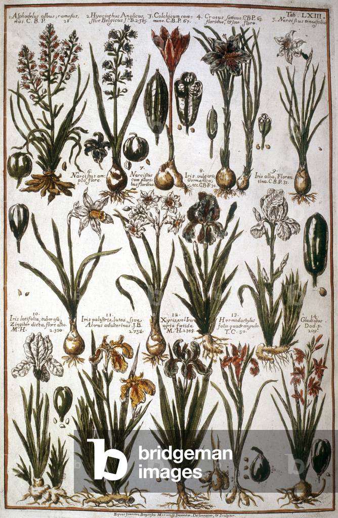 Botanical board: Bulb plants (hyacinth, iris, narcissus...).