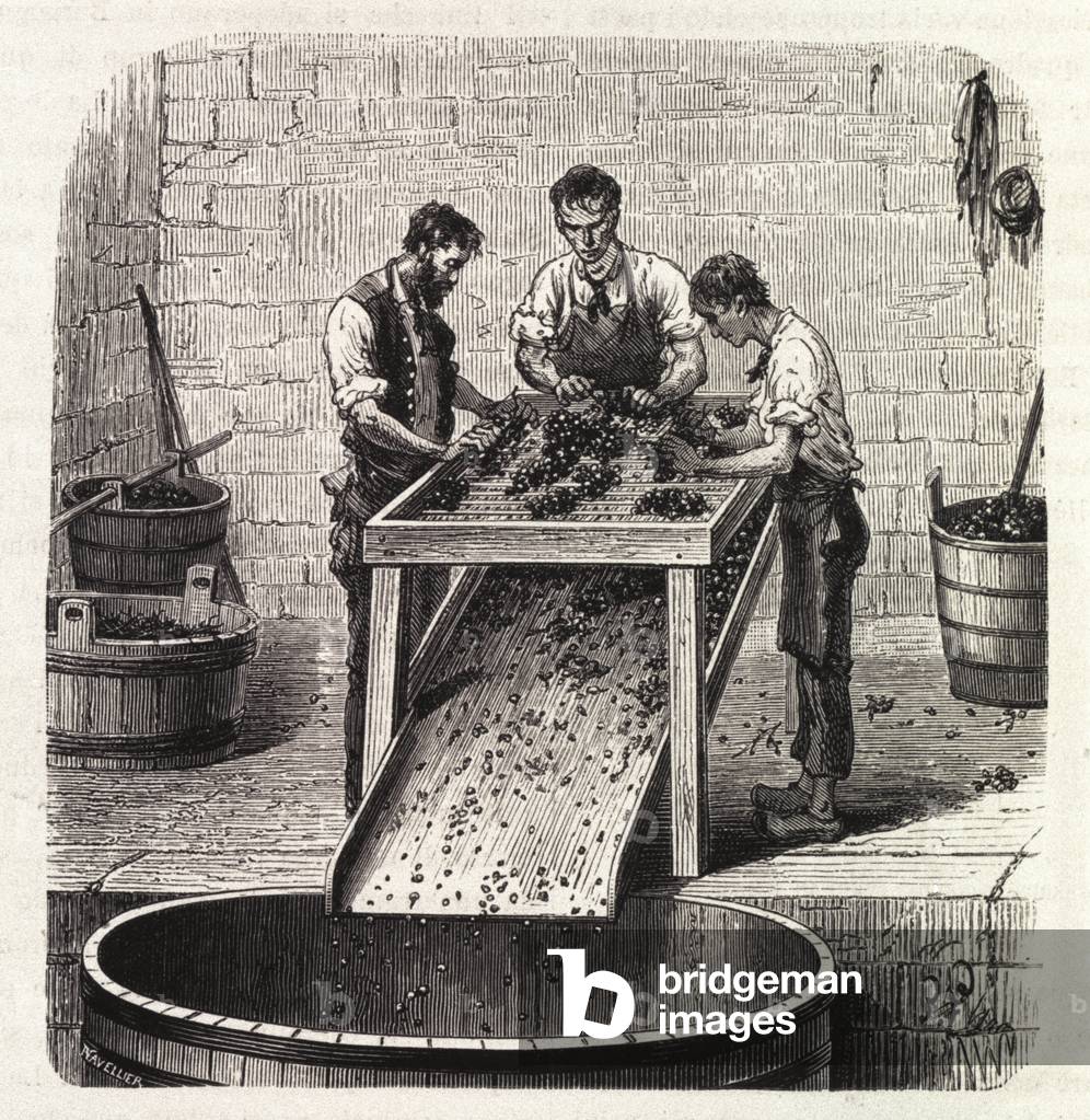 Grading the grapes on a grid during the process of making the wine of superior quality from Burgundy. Engraving from the end of the 19th century