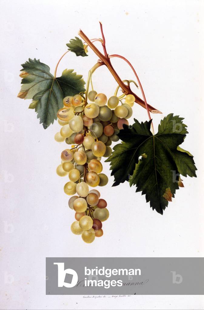 Raisin blanc. Gravure du XIXe siècle. 1801 par Unknown Artist