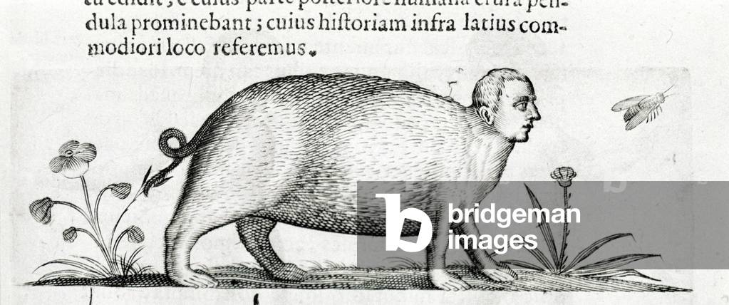 "La manticore - in «De monstrorum natura causis libri duo»» di Fortunio Liceti" 1646 di Italian School