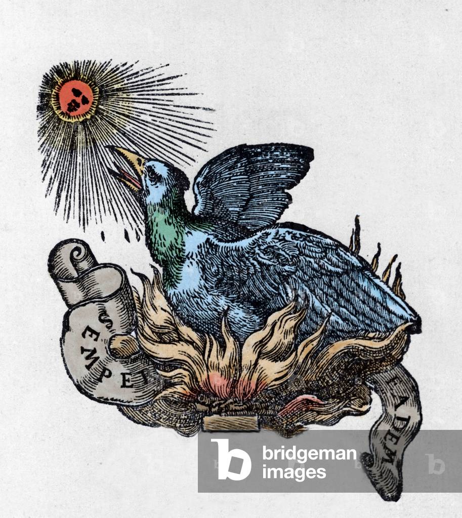 Representation of a Phenix (or phoenix), legendary bird, reborn from its ashes. Engraving of the 19th century