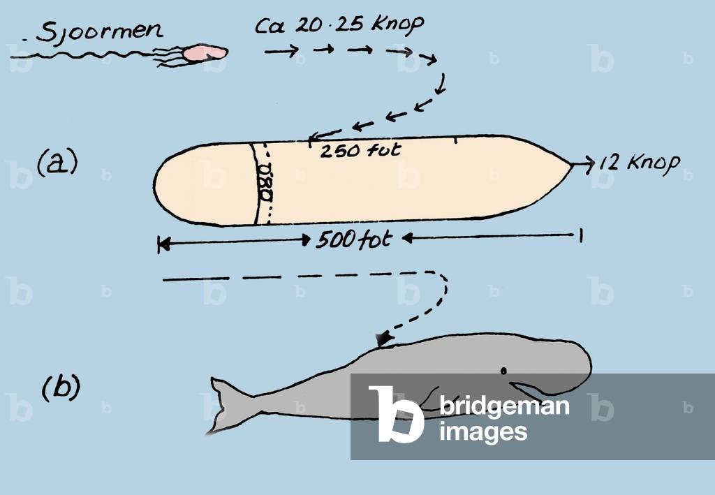 A sketch of the commander of the Brunswick oil plant who, in 1930, was attacked by a giant squid. A represents the direction of the animal and drawing B compares it with a sperm whale. After three attacks, the squid was crushed by the helice.