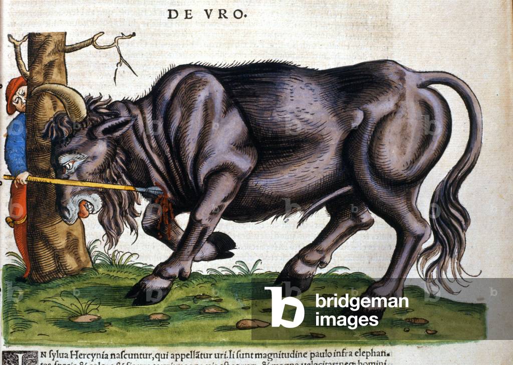 European bison (Bos primigenius primigenius) whose breed died in the 17th century in “Historia Animalium”” by Konrad Gesner, 1551.
