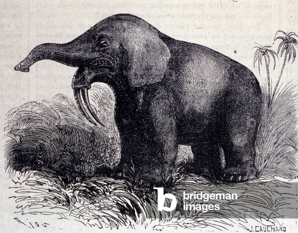 "Vorgeschichte: Darstellung eines Dinotheriums" 1801 von Unknown Artist