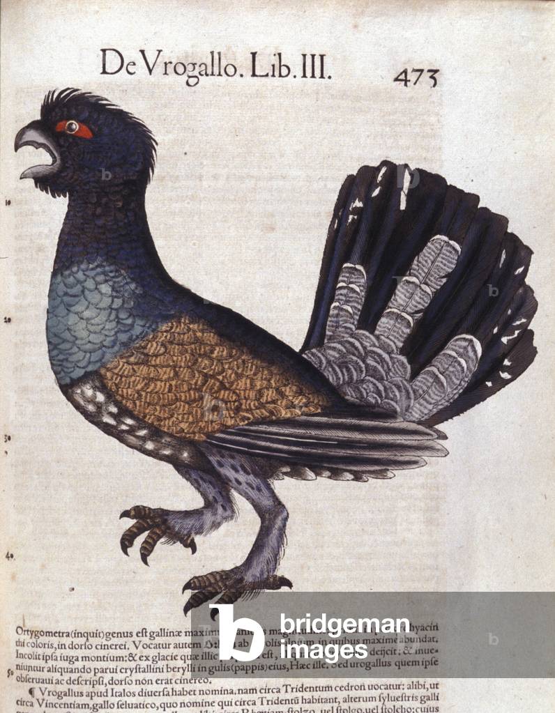 Le grand grouse (ou grand coq de heyère) in Historia Animalium de Conrad Gesner (1516 - 1565), Tiguri, 1560. Bibl. Nazionale Braidense, Milan.