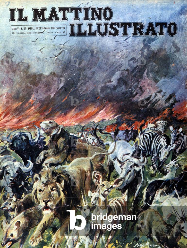 La savane en flammes en Rhodésie: les animaux tentent de fuir.Ill. d'Ugo Matania. 