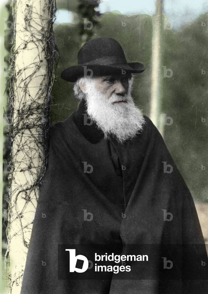 Portrait photographique de Charles Darwin (1809 - 1882), naturaliste anglais en 1881.