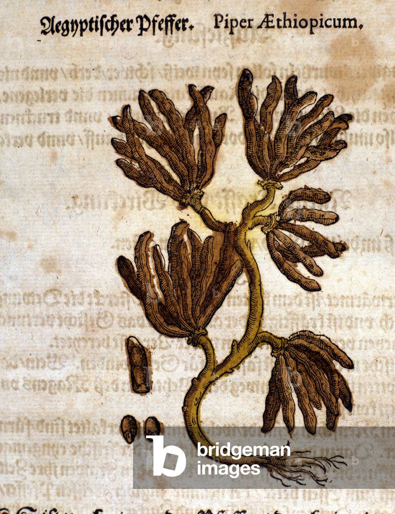 Ethiopia pepper. Engraving - in “” Kreutterbuch Dess Hochgelehrten unnd weitberuhmten Herrn D. Petri Andreae Matthioli”” by Pietro Andrea Mattioli (Matthiole) (1500-1577). Frankfurt, 1590.
