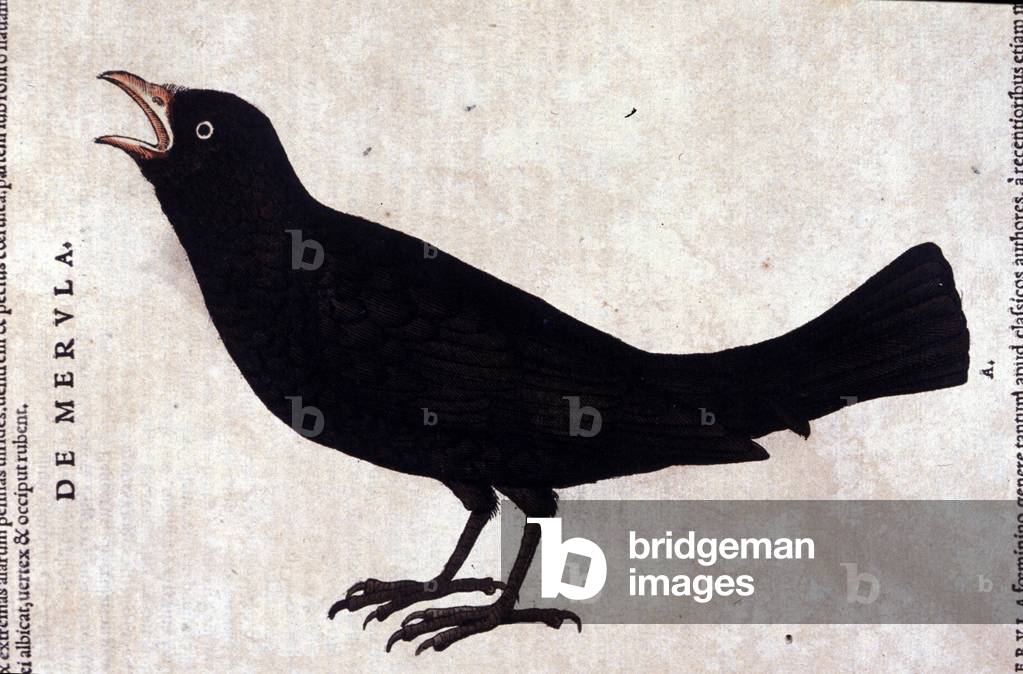 The blackbird after Historiae animalium by Konrad Gesner, Tiguri, 1555. Bibl. Nazionale Braidense, Milan.