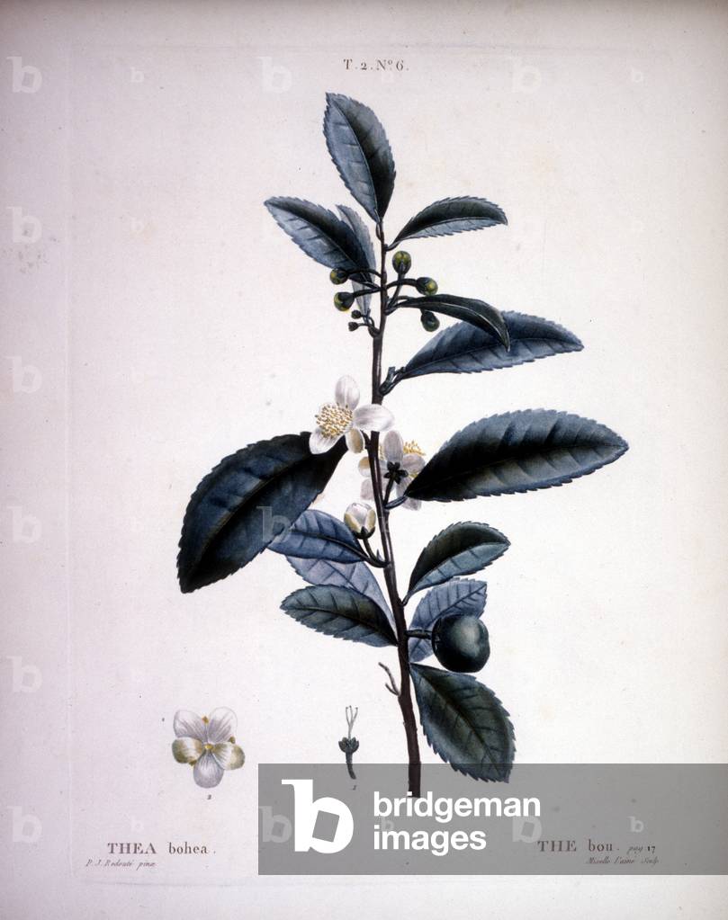 Thea Bohea - The Bou by Redoute. - in “” Nouveau Duhamel du Monceau ou traité des arbres et shrustes que le culture en France”, figures according to the drawings of P.J. Redoute et P. Bessa, Paris, 1819